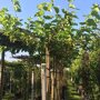 Morus alba 'Fruitless'